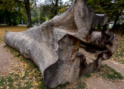 Tree trunk in the park