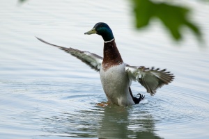 Ducks at Tovacov pond