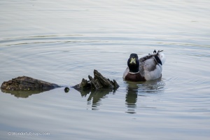 Ducks at Tovacov pond