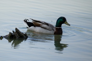 Ducks at Tovacov pond