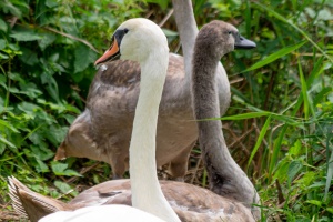 Waiting for car service and swans in Brno - Holasky