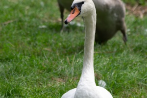 Waiting for car service and swans in Brno - Holasky