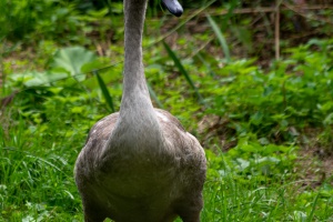 Waiting for car service and swans in Brno - Holasky