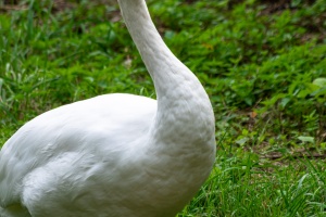 Waiting for car service and swans in Brno - Holasky