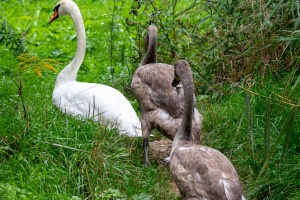 Waiting for car service and swans in Brno - Holasky