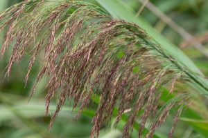 Waiting for car service and swans in Brno - Holasky