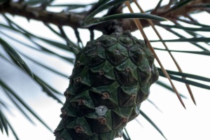 Hady, cones on the street