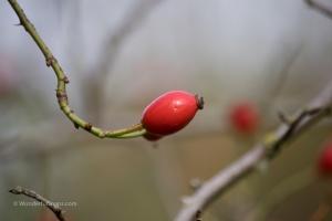 Hady, cones on the street