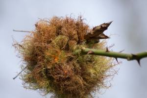 Hady, cones on the street