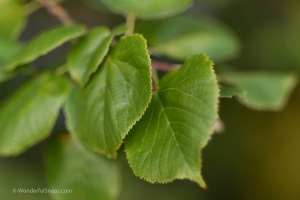 Leaves in detail