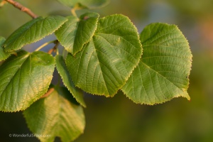Leaves in detail