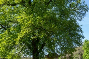 Moravsky Krumlov Castle garden and trees