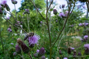 Petrovicky, Nemcice, Radochovy