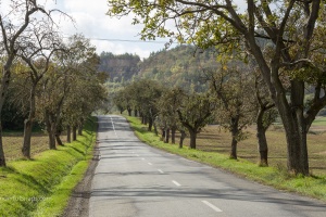 Road and trees upon a way home