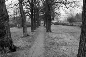 Tree alley in the park and narrow lane
