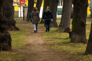Tree alley in the park and narrow lane