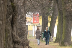 Tree alley in the park and narrow lane