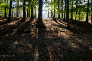 Trunks in the forest