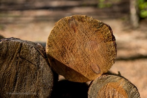 Trunks in the forest