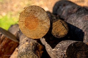 Trunks in the forest