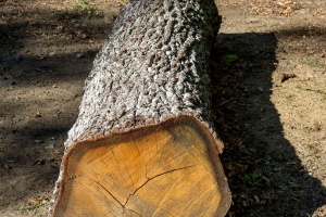 Trunks in the forest