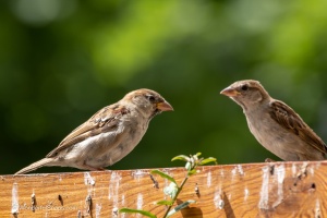 Sparrows in my garden