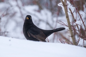 Blackbird