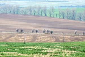 Bukovany wind mill and orchard with field