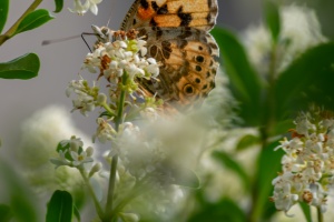 Butterfly sitting on syringe flower next to my terrace