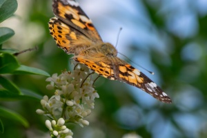 Butterfly sitting on syringe flower next to my terrace