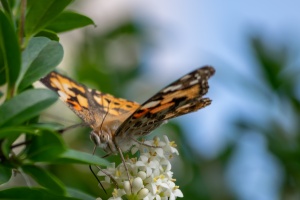Butterfly sitting on syringe flower next to my terrace