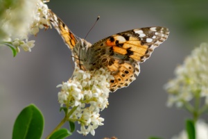 Butterfly sitting on syringe flower next to my terrace