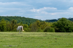 Gazing horses and sleeping ducks