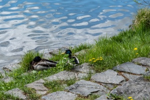 Gazing horses and sleeping ducks