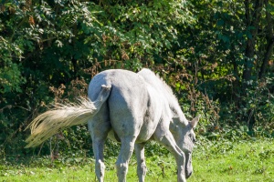 Horses grazing on a pasture