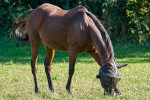 Horses grazing on a pasture
