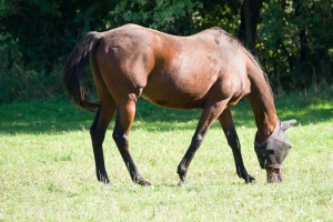 Horses grazing on a pasture