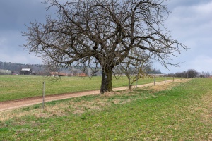 Landscape with a tree