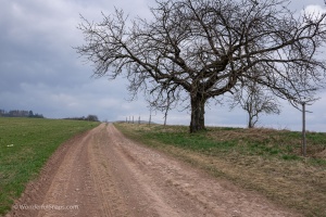 Landscape with a tree