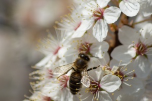 Landscapes with long lens