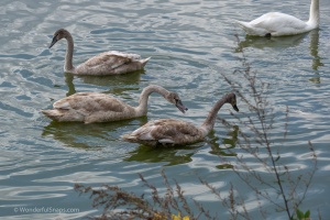 Lednice pond duck and swans