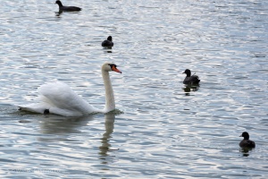 Lednice pond duck and swans