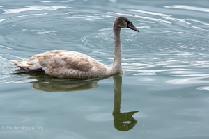 Lednice pond duck and swans