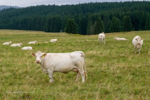 Loket castle and cloudy sky