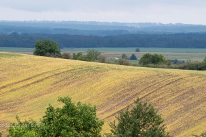 Moravian Tuscany trees and field waves in the late summer