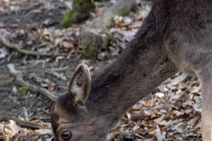 Wildlife on higher ISO
