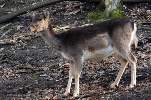 Wildlife on higher ISO