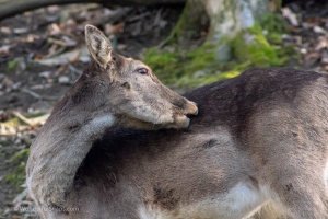 Wildlife on higher ISO