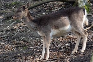 Wildlife on higher ISO