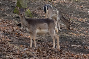 Wildlife on higher ISO